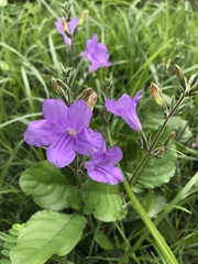 Ruellia nudiflora