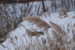 Phragmites australis