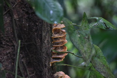 Rigidoporus