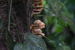 Rigidoporus