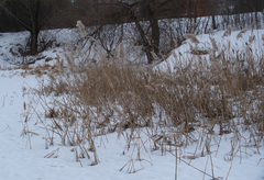 Phragmites australis