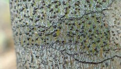 Bathelium carolinianum