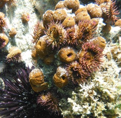 Bunodosoma californica
