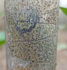 Bathelium carolinianum