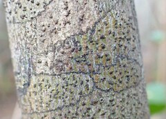 Bathelium carolinianum