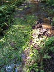 Potamogeton polygonifolius