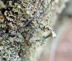 Cladonia rappii
