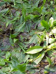 Potamogeton polygonifolius