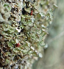 Cladonia rappii