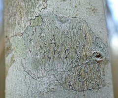 Leiorreuma explicans