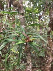 Freycinetia