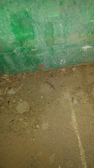 Ptyodactylus hasselquistii