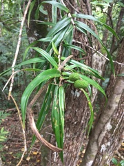 Freycinetia