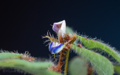 Hygrophila auriculata