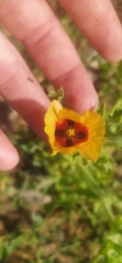 Glaucium corniculatum