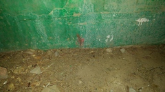 Ptyodactylus hasselquistii