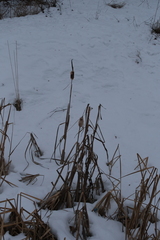 Typha latifolia