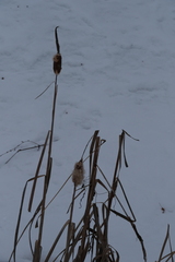 Typha latifolia