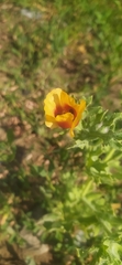 Glaucium corniculatum