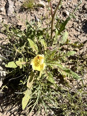 Oenothera primiveris primiveris