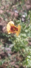 Glaucium corniculatum