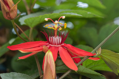 Passiflora miniata × vitifolia