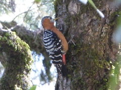 Dendrocopos hyperythrus