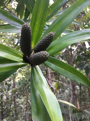 Freycinetia