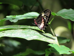 Parides iphidamas