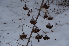 Physocarpus opulifolius