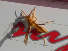 Polistes wattii