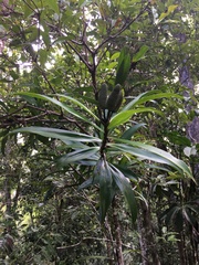 Freycinetia