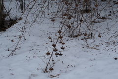 Physocarpus opulifolius