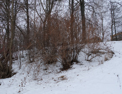 Physocarpus opulifolius