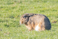 Lepus europaeus