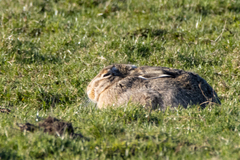 Lepus europaeus
