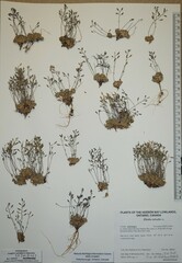 Draba nivalis