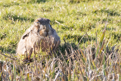Lepus europaeus