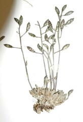 Draba nivalis