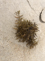 Sargassum