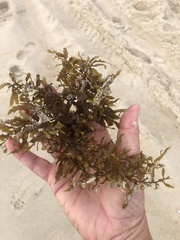 Sargassum