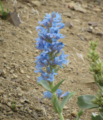 Penstemon nitidus