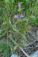 Galeopsis ladanum