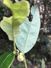 Glochidion billardierei