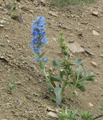 Penstemon nitidus