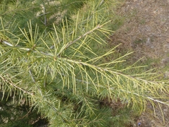Cedrus deodara