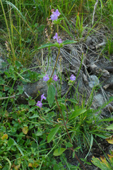 Galeopsis ladanum