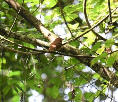 Rhytipterna holerythra