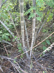 Moringa oleifera