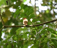 Rhytipterna holerythra